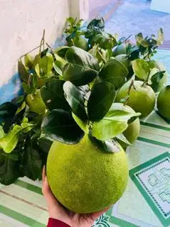 Hình ảnh Bưởi da xanh cành lâ