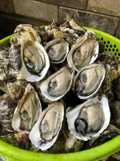 Hình ảnh Hàu gỏi