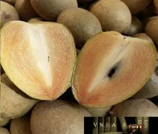 Hình ảnh SABOCHE 