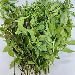 Hình ảnh Rau Rừng Thêm