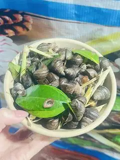 Hình ảnh Ốc Vặn