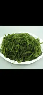Hình ảnh Rong Nho Tươi 