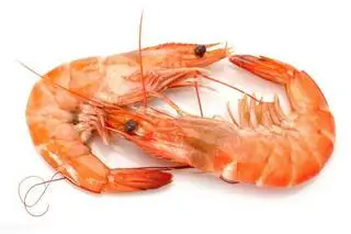 Hình ảnh Tôm