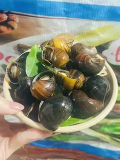 Hình ảnh Ốc Mít ( ốc to)