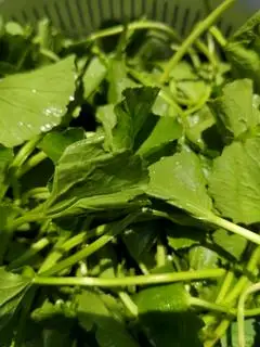 Hình ảnh Combo 02 ly rau má Đậu xanh khổng lồ