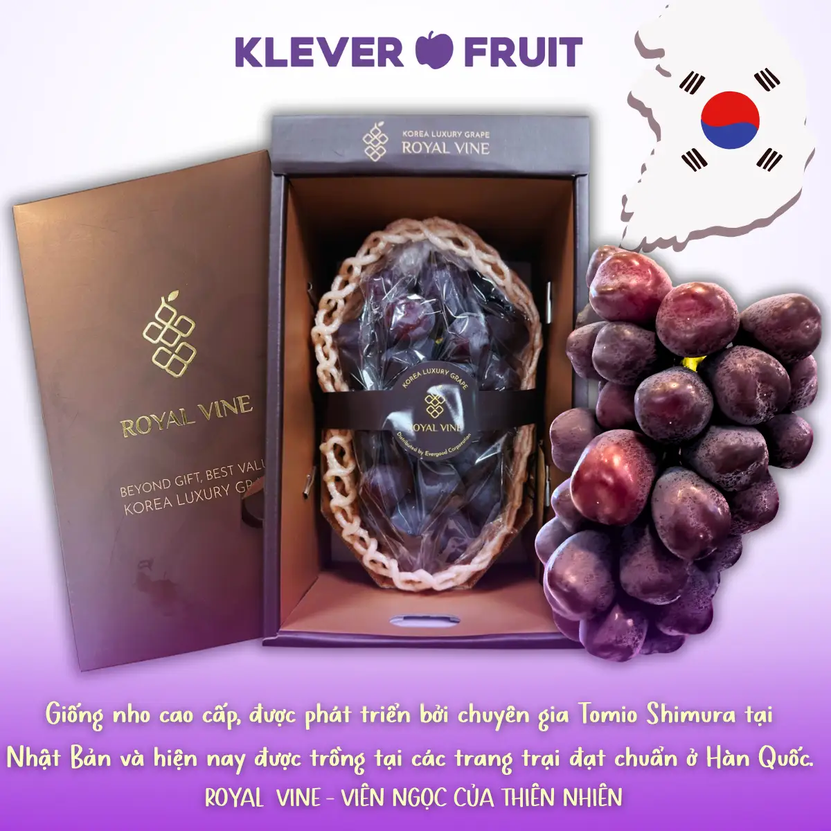 Hình ảnh Nho Royal Vine Hàn Quốc Premium - 01 chùm - Premium Korean Grape - Klever Fruit