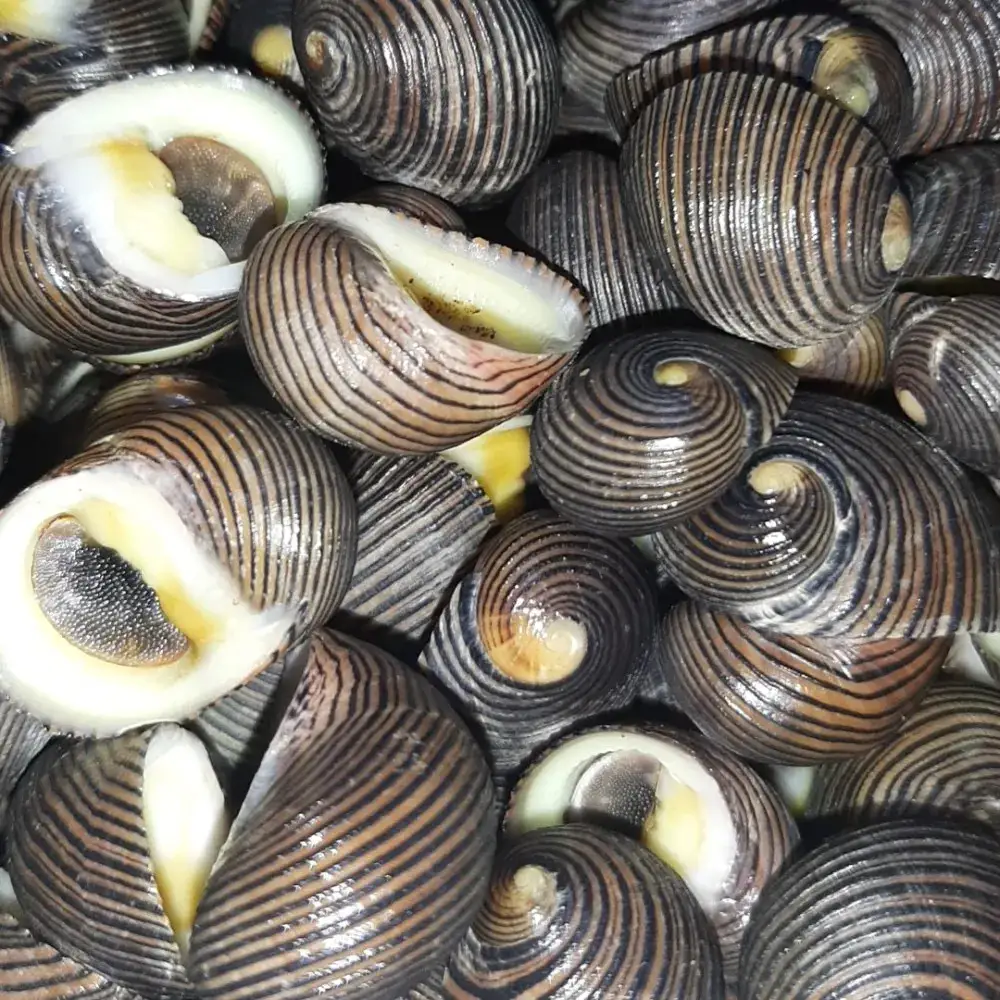 Ốc Ngựa Chấm Muối Tiêu  - 75.000 ₫ tại Ăn Vặt Tá Lã - Ăn Vặt - Bến Vân Đồn