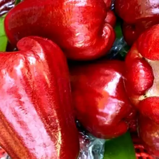 Hình ảnh Roi đỏ bổ miếng/khay