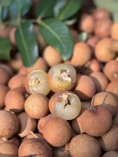 Hình ảnh 500gr nhãn bắp cải  Vũng tàu ngọt thơm