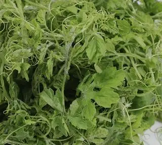 Hình ảnh Đọt khổ qua rừng