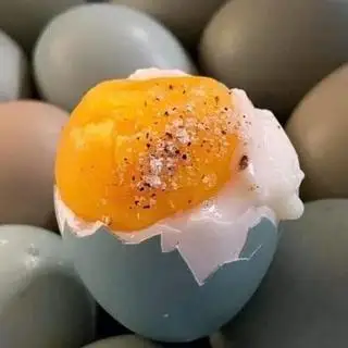Hình ảnh Trứng Chim Trĩ