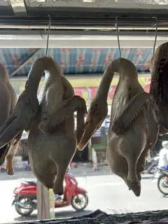 Hình ảnh  1 con vịt cỏ lớn 