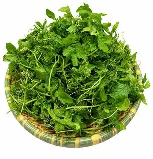 Hình ảnh Đọt khổ qua rừng