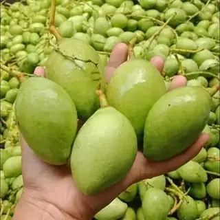 Hình ảnh XOÀI NON (nguyên trái 1KG)