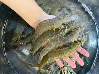 Hình ảnh Thêm Tôm Sống