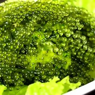 Umibudo - Healthy food - Rong nho biển - 39.000 ₫ tại Sushi Ri Ẩm Thực Nhật Bản - Phú Mỹ