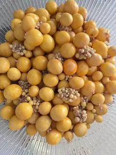 Hình ảnh Trứng Non 