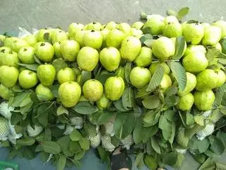 Hình ảnh ổi Giòn Ngọt 1kg 