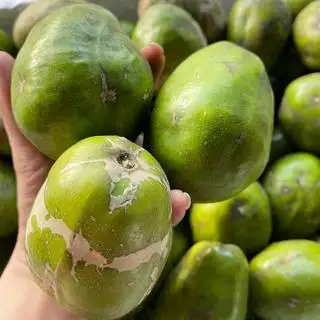 Hình ảnh Cóc cày to gọt sẵn - 1 Kg