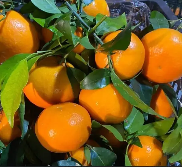 Hình ảnh Quýt Ôn Châu 1 kg 