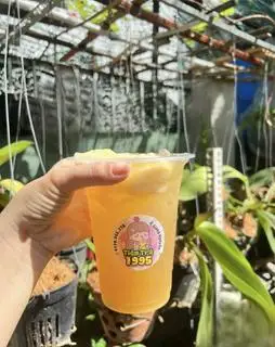 Hình ảnh Trà mãng cầu