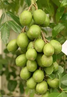 Hình ảnh ép cóc 