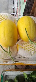 Hình ảnh Dưa lưới vàng 1.4- 2kg