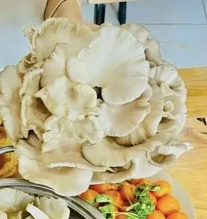 Hình ảnh Nấm thêm