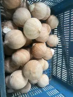 Hình ảnh Dừa xiêm size 700-800gr,combo 5 trái