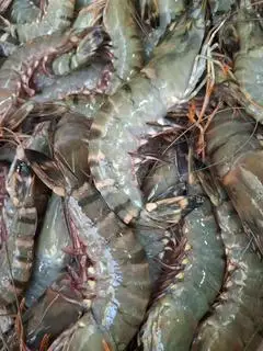 Hình ảnh tôm sú biển nướng mọi 