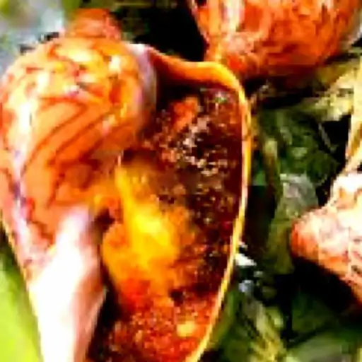 Hình ảnh Ốc giác nướng muối ớt