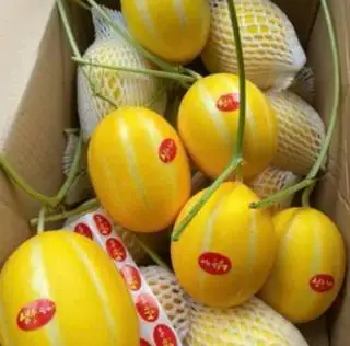 Hình ảnh dưa Lê giống Hàn 