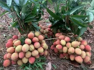 Hình ảnh Vải U Hồng 