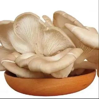 Hình ảnh Nấm Bào Ngư - 50g