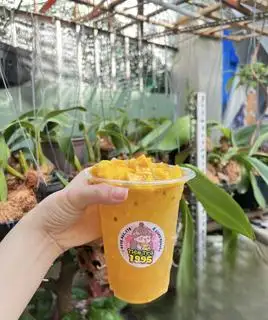 Hình ảnh trà xoài chanh dây 