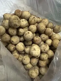 Hình ảnh Bòn bon (1kg)