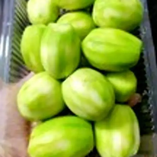 Hình ảnh Cóc Bao Tử (Không Kèm Chấm)