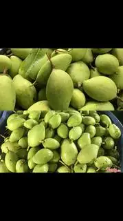 Hình ảnh xoài bảo tử * chua, giòn* 1 kg
