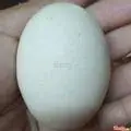 Trứng Gà Vữa - 10.000 ₫ tại Bánh Tráng Trộn Su Su