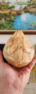 Hình ảnh Dừa Xiêm Lạnh Nguyên Quả