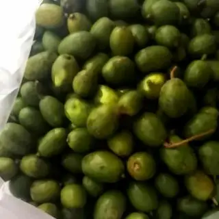 Hình ảnh Combo 3kg Cóc Bao Tử