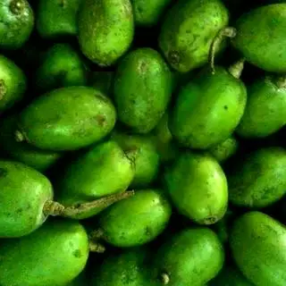 Hình ảnh Cóc Bao Tử - 1kg