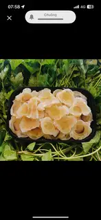 gân bò - 65.000 ₫ tại Lẩu Bò Cô Xuân - Đoàn Văn Bơ