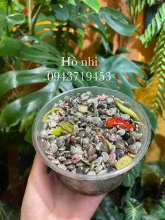 Hình ảnh Ốc Ruốc Size Trung 0,5kg