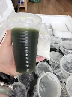 Hình ảnh Sâm vò Miền Tây