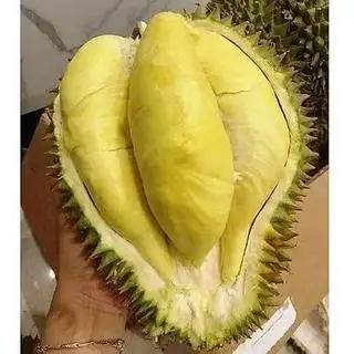 Hình ảnh 1KG Cơm Sầu Riêng Thái Tươi Không Cấp Đông Hạt Lép Loại 1 Béo Ngậy Bao Ăn 1kg