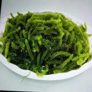 Hình ảnh Rong nho biển Umibudo
