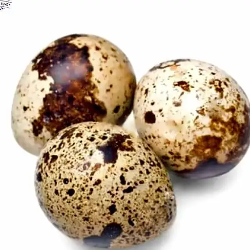 Hình ảnh Cút lộn luộc