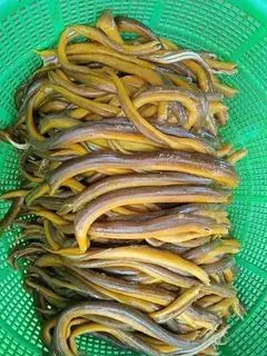 Hình ảnh Cháo lươn