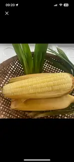 Hình ảnh Bắp Nếp - 1 trái
